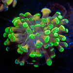 Sick and Twisted Hammer Euphyllia - riptide aquaculture llc