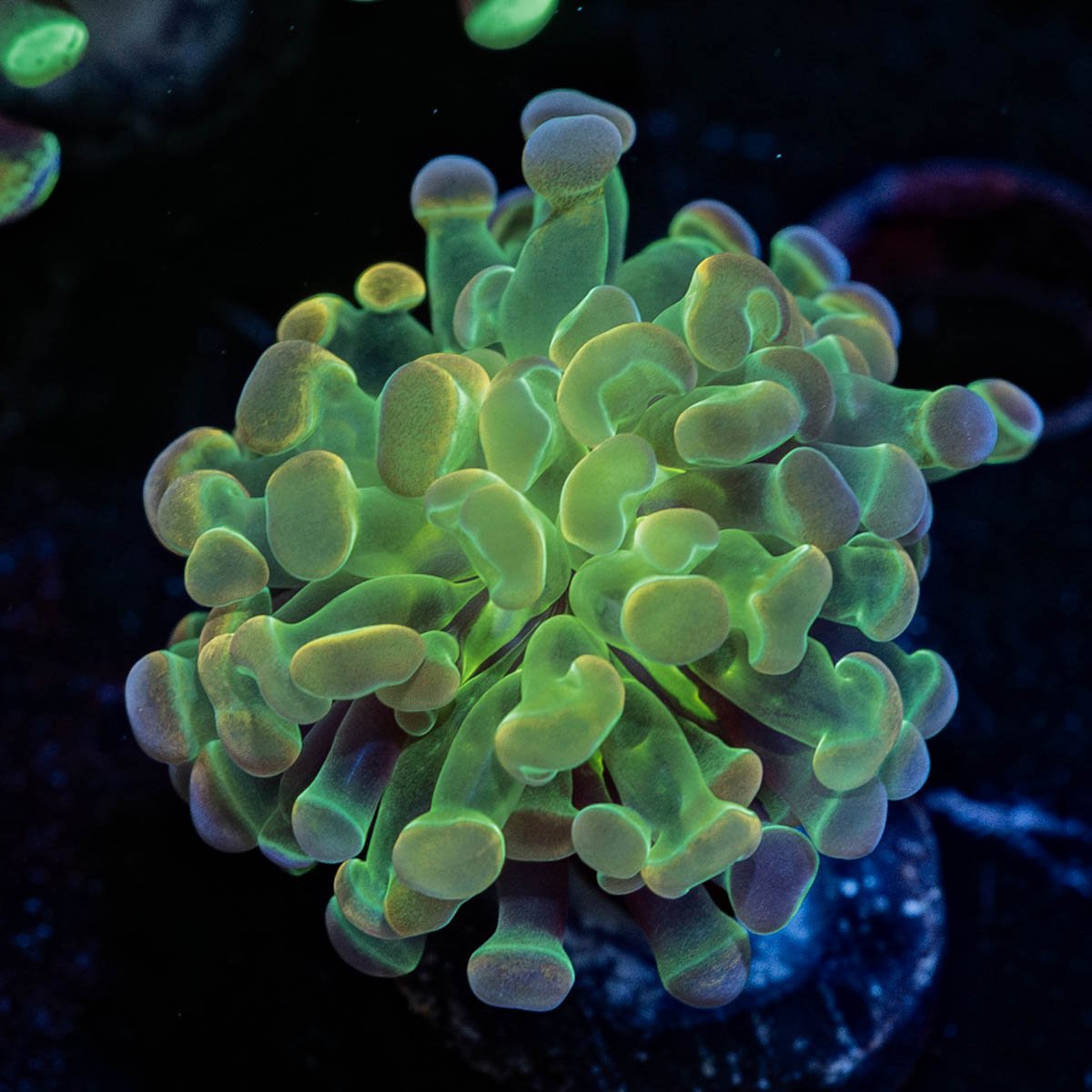 Hologram hammer Euphyllia - riptide aquaculture llc