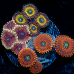Zoanthid Combo colony growth in reef aquarium environment