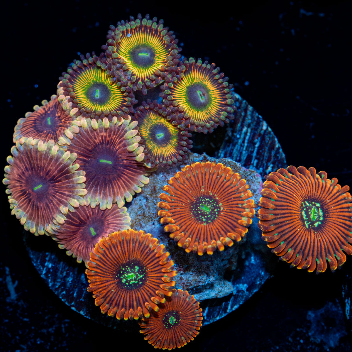 Zoanthid Combo colony growth in reef aquarium environment
