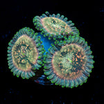 Milky Way Zoanthid Coral colony growth in reef aquarium