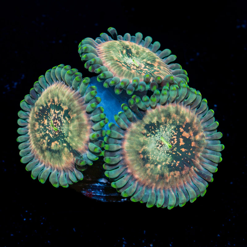 Milky Way Zoanthid Coral colony growth in reef aquarium