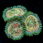 Milky Way Zoanthid Coral colony growth in reef aquarium