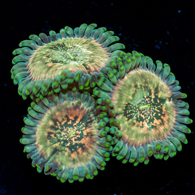 Milky Way Zoanthid Coral colony growth in reef aquarium
