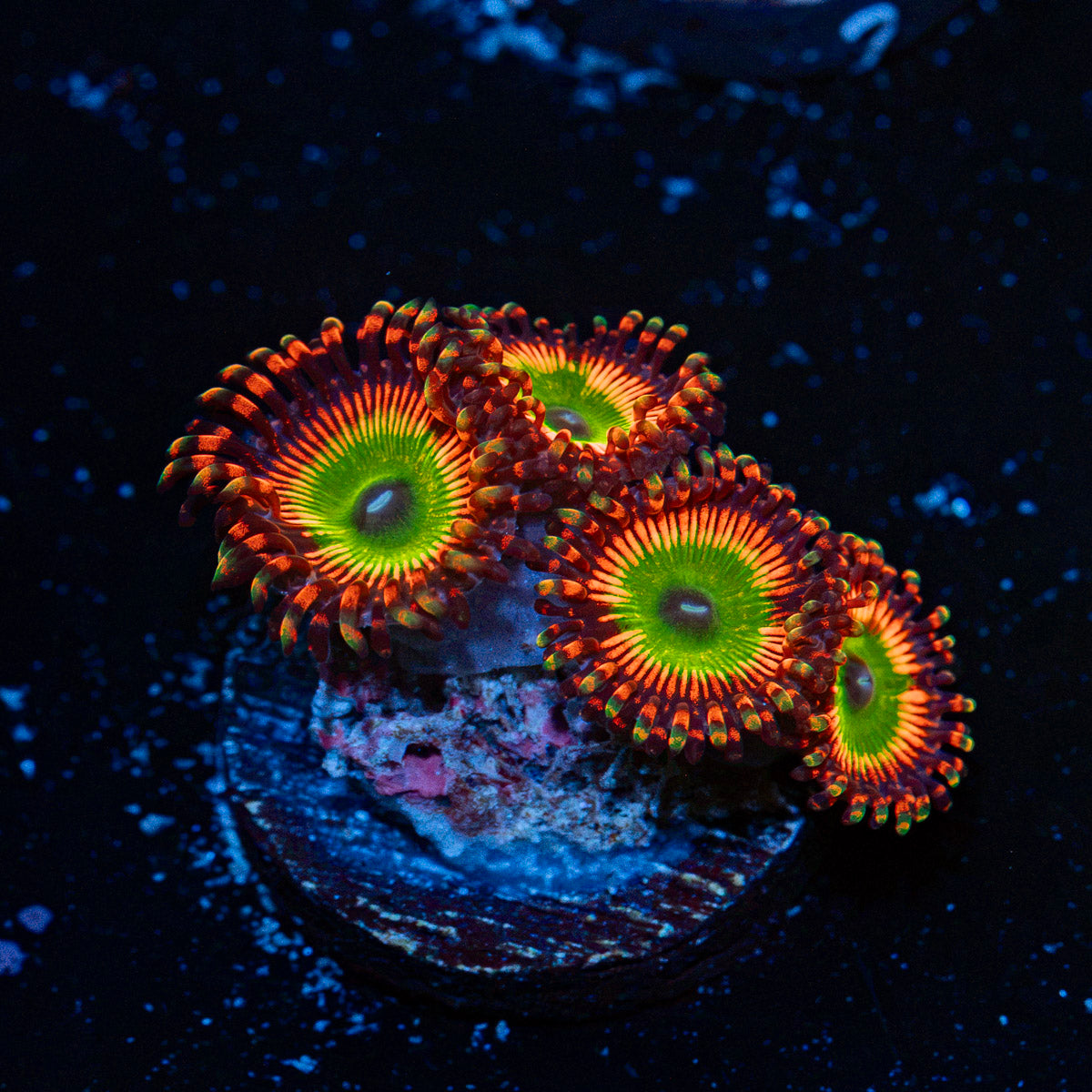 Bowsers Zoanthid Coral colony growth in reef aquarium