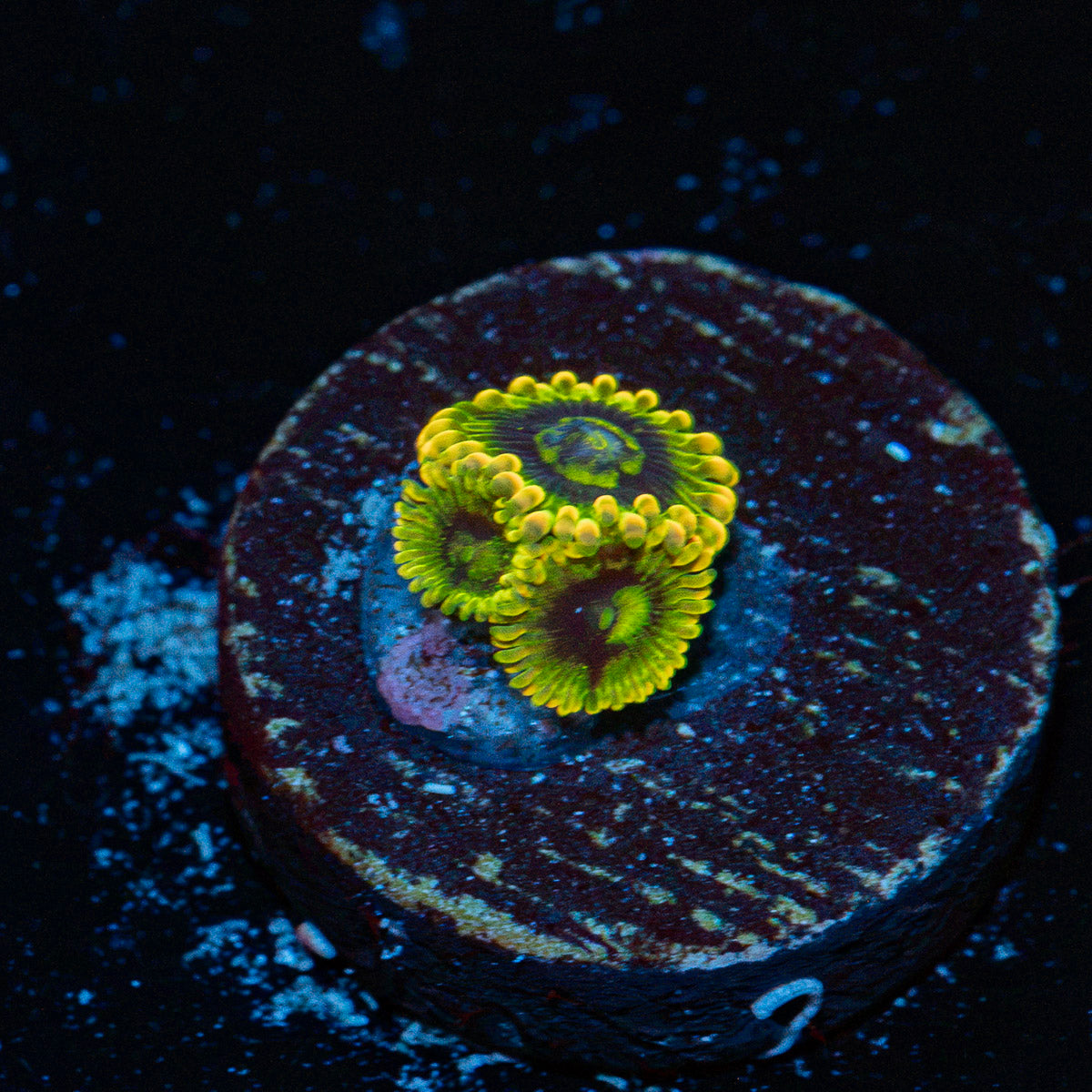 Rainbow Yoda's Zoanthid Coral with colony growth in reef aquarium