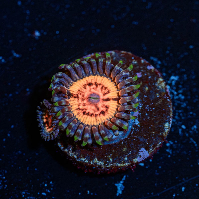 Valkyries Zoanthid