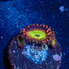 Candy Apple Red Zoanthid - riptide aquaculture llc