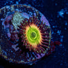 Peach Tea Zoanthid - riptide aquaculture llc
