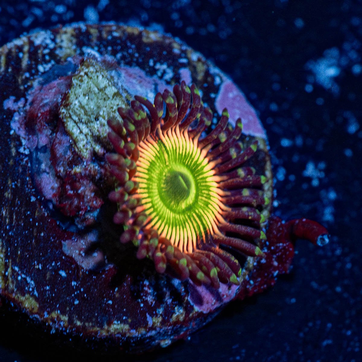 Peach Tea Zoanthid - riptide aquaculture llc