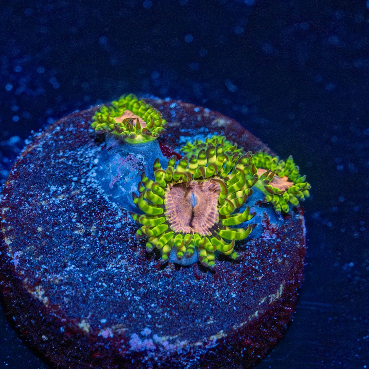 Purple Monsters Zoanthid - riptide aquaculture llc