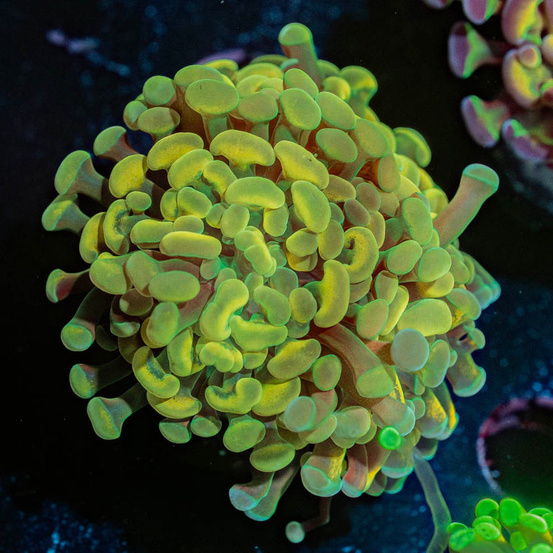 Golden Hammer Euphyllia