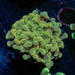 Golden Hammer Euphyllia - riptide aquaculture llc