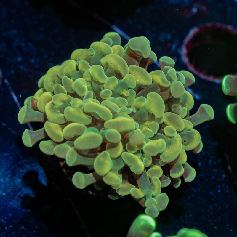 Golden Hammer Euphyllia