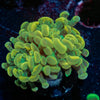 Golden Hammer Euphyllia - riptide aquaculture llc
