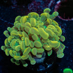 Golden Hammer Euphyllia - riptide aquaculture llc