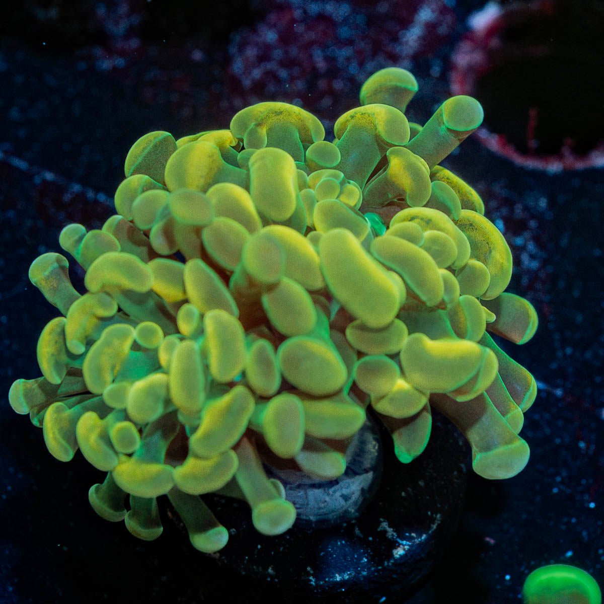 Golden Hammer Euphyllia - riptide aquaculture llc