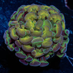 Rainbow Kaleidoscope Hammer Euphyllia - riptide aquaculture llc