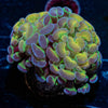 Rainbow Kaleidoscope Hammer Euphyllia - riptide aquaculture llc