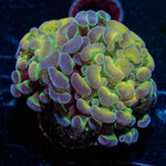 Rainbow Kaleidoscope Hammer Euphyllia - riptide aquaculture llc
