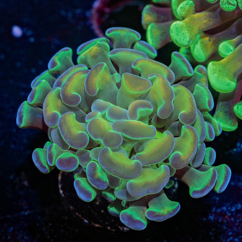 Hypnotoad Hammer Euphyllia