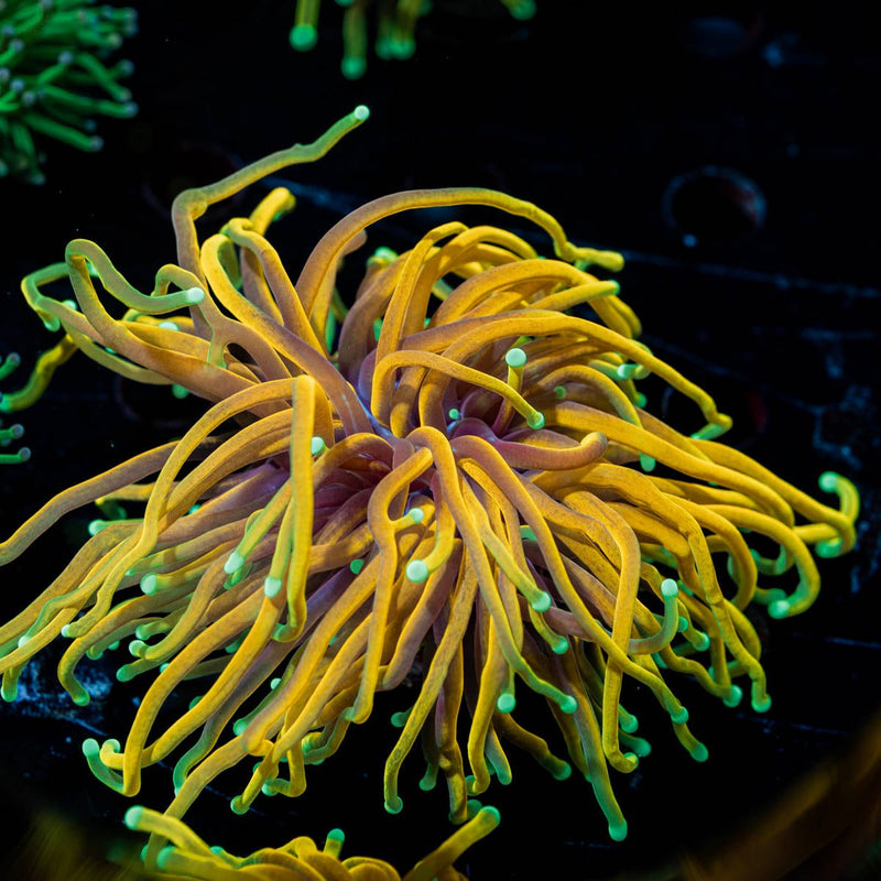 HellFire Torch Euphyllia