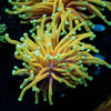 HellFire Torch Euphyllia - riptide aquaculture llc
