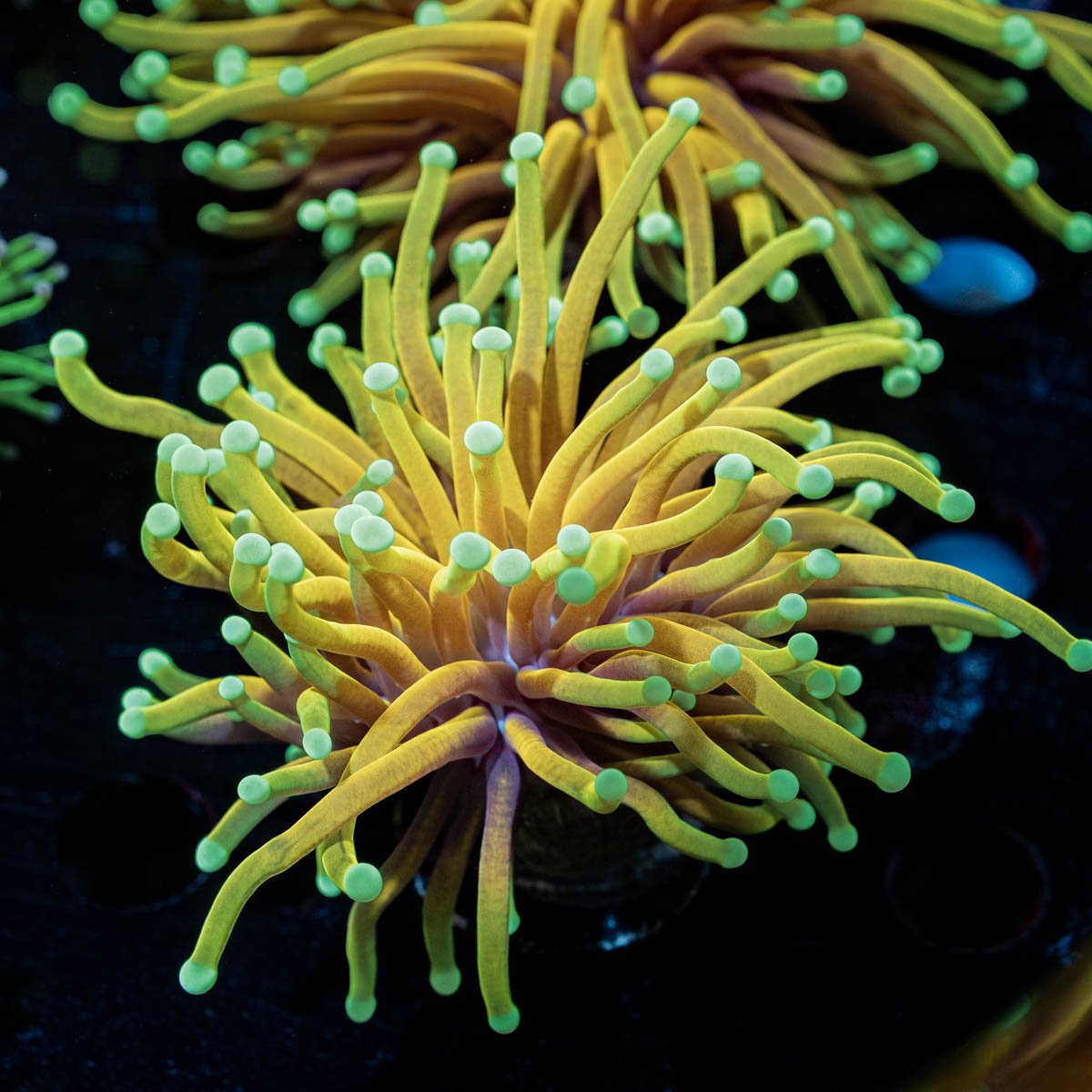 HellFire Torch Euphyllia - riptide aquaculture llc