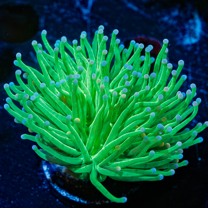 Cotton Candy Torch Euphyllia
