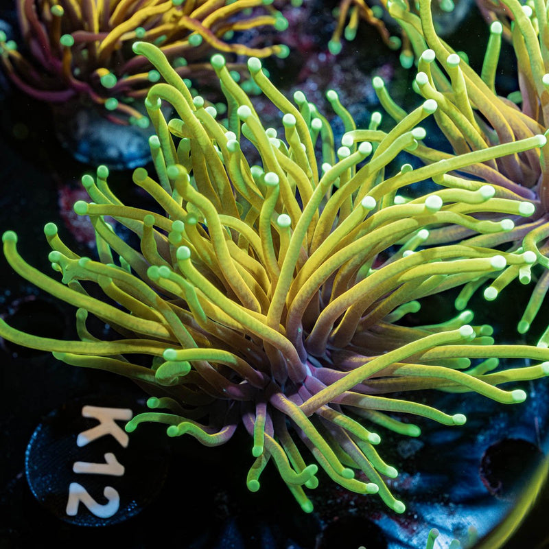 HellFire Torch Euphyllia