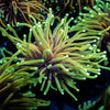HellFire Torch Euphyllia - riptide aquaculture llc