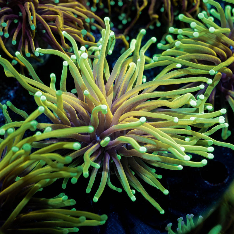 HellFire Torch Euphyllia
