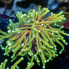 HellFire Torch Euphyllia - riptide aquaculture llc