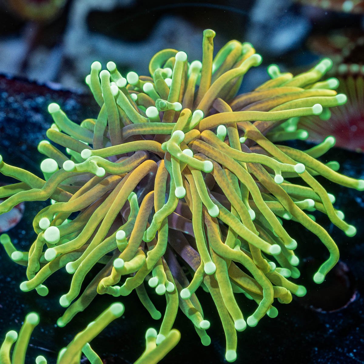 HellFire Torch Euphyllia - riptide aquaculture llc