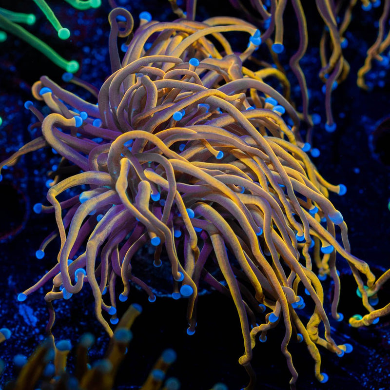 Gold Torch Euphyllia