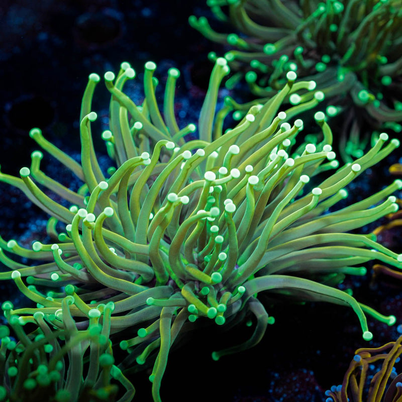 Goldenrod Torch Euphyllia