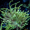 Goldenrod Torch Euphyllia - riptide aquaculture llc
