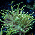 Goldenrod Torch Euphyllia - riptide aquaculture llc