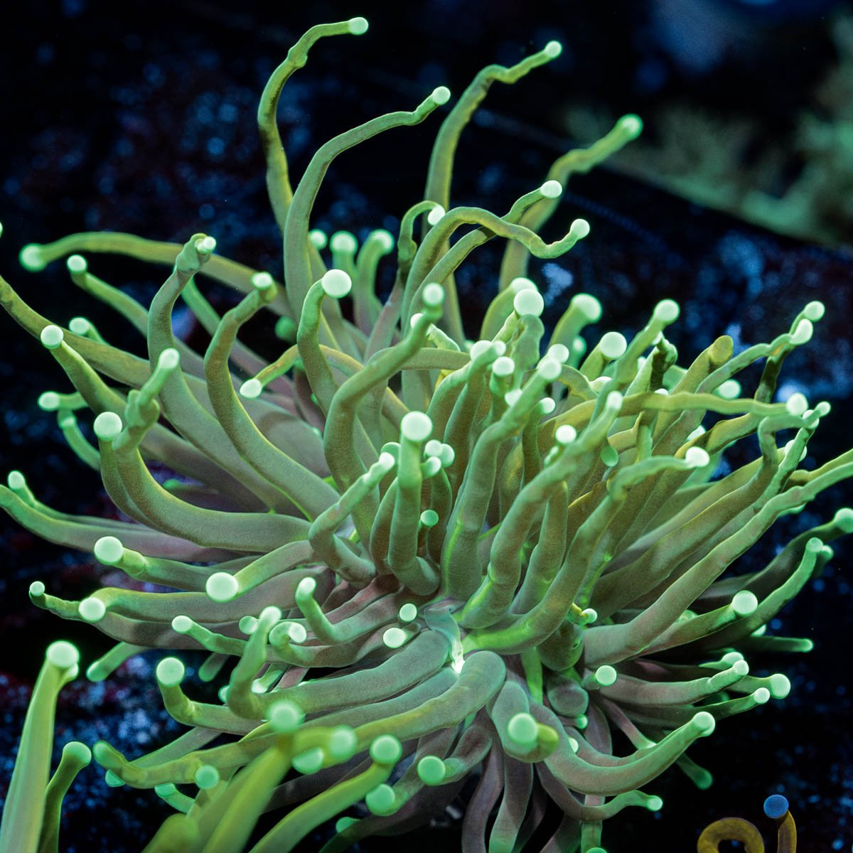Goldenrod Torch Euphyllia - riptide aquaculture llc