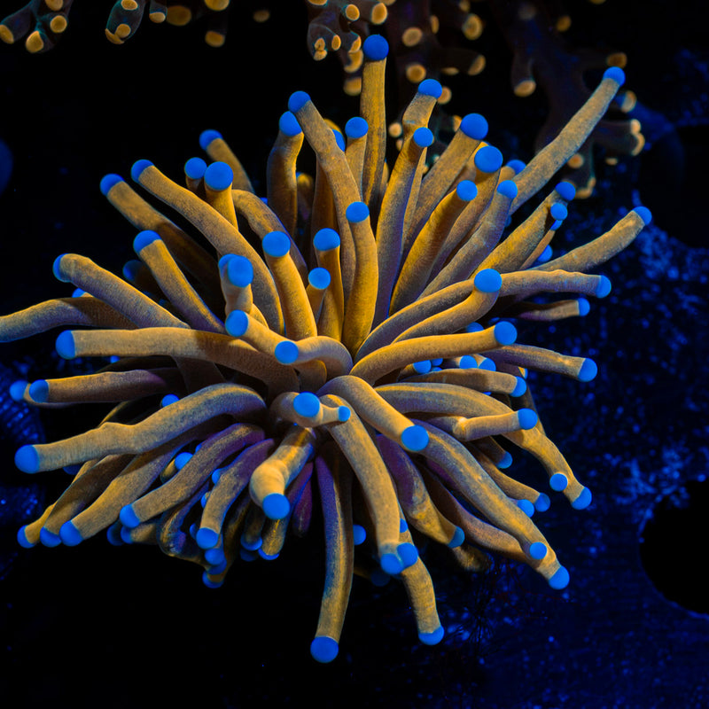 Gold Torch Euphyllia Coral with flowing tentacles in reef aquarium