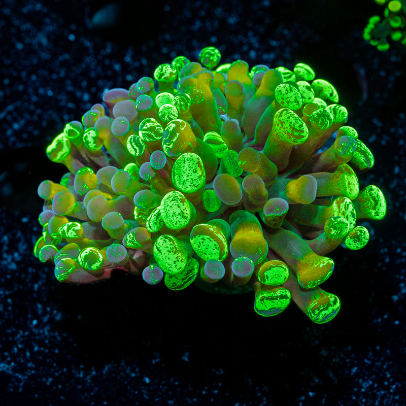 Sick And Twisted Hammer Euphyllia Coral with branching fleshy heads in reef aquarium