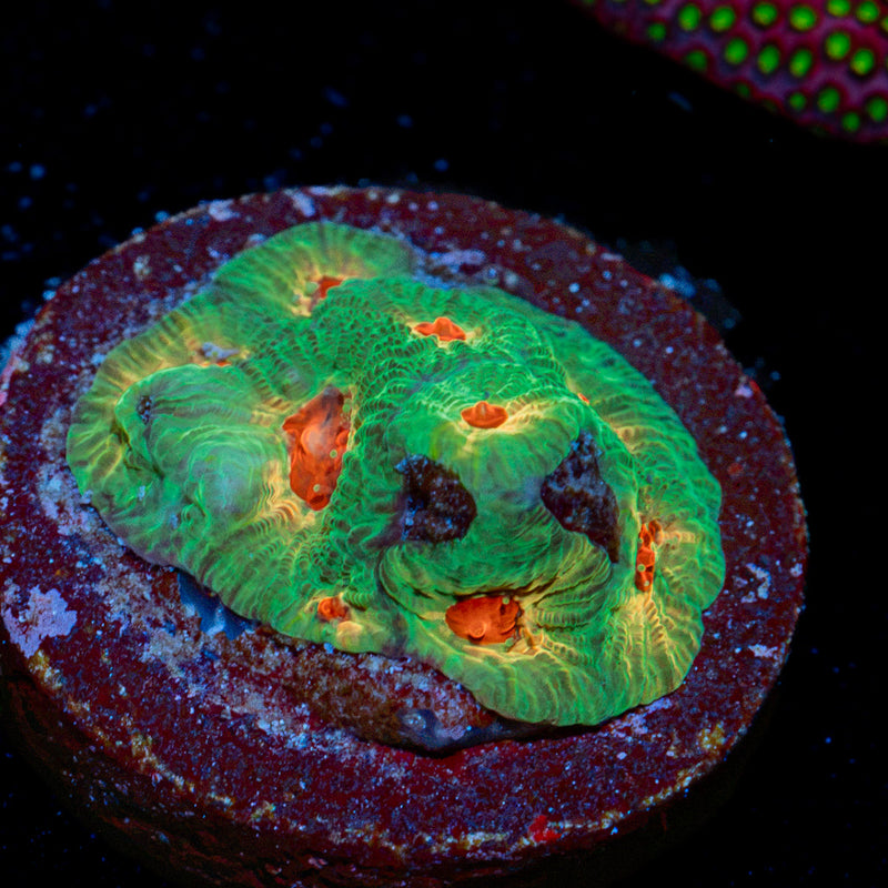 Fascination Favia Coral with encrusting growth in reef aquarium