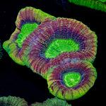 Dragon Soul Favia Coral