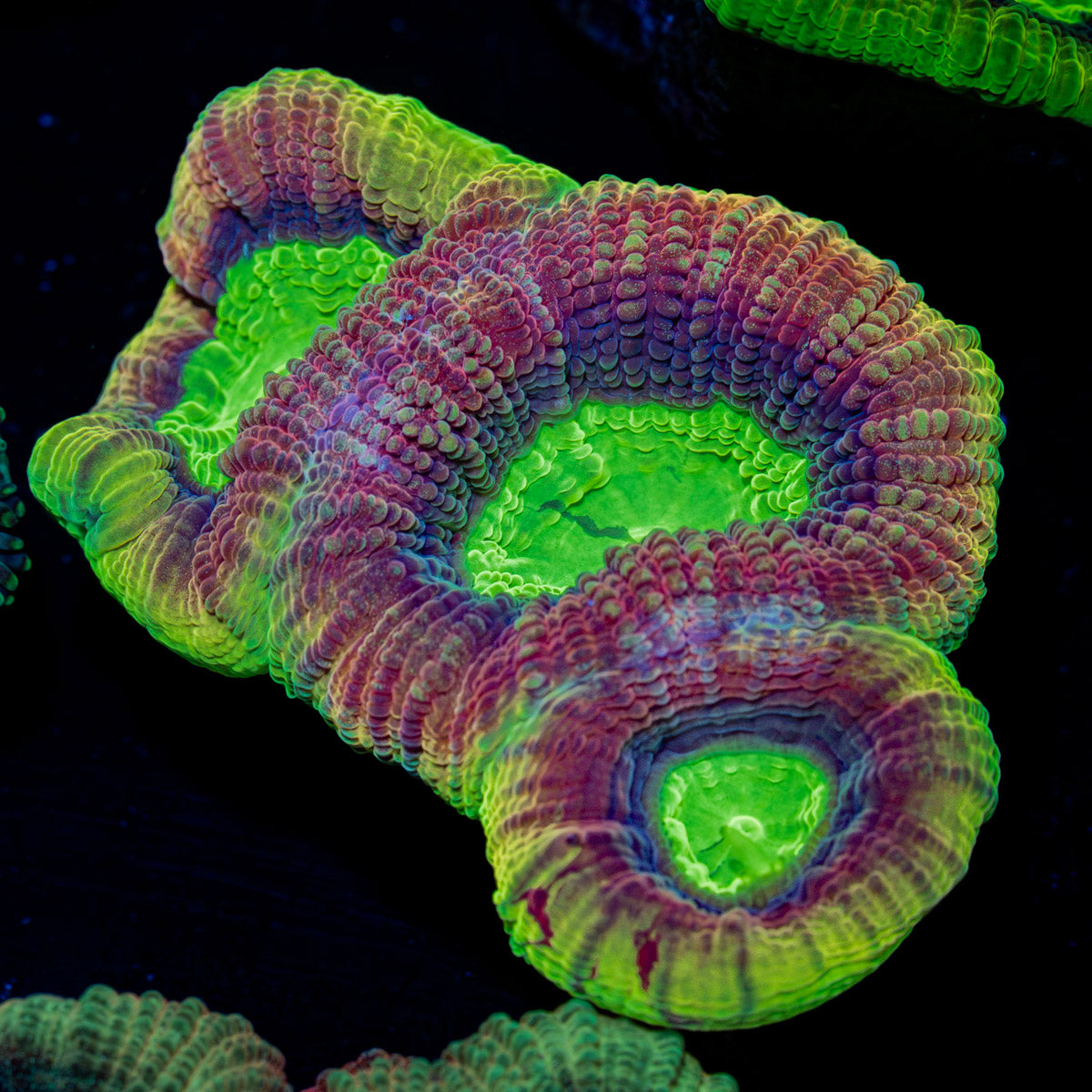 Dragon Soul Favia Coral