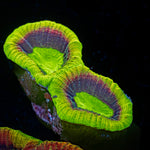 Dragon Soul Favia Coral