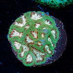 Earthquake Favia Coral