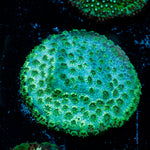 Seagrass Cypreastrea Coral