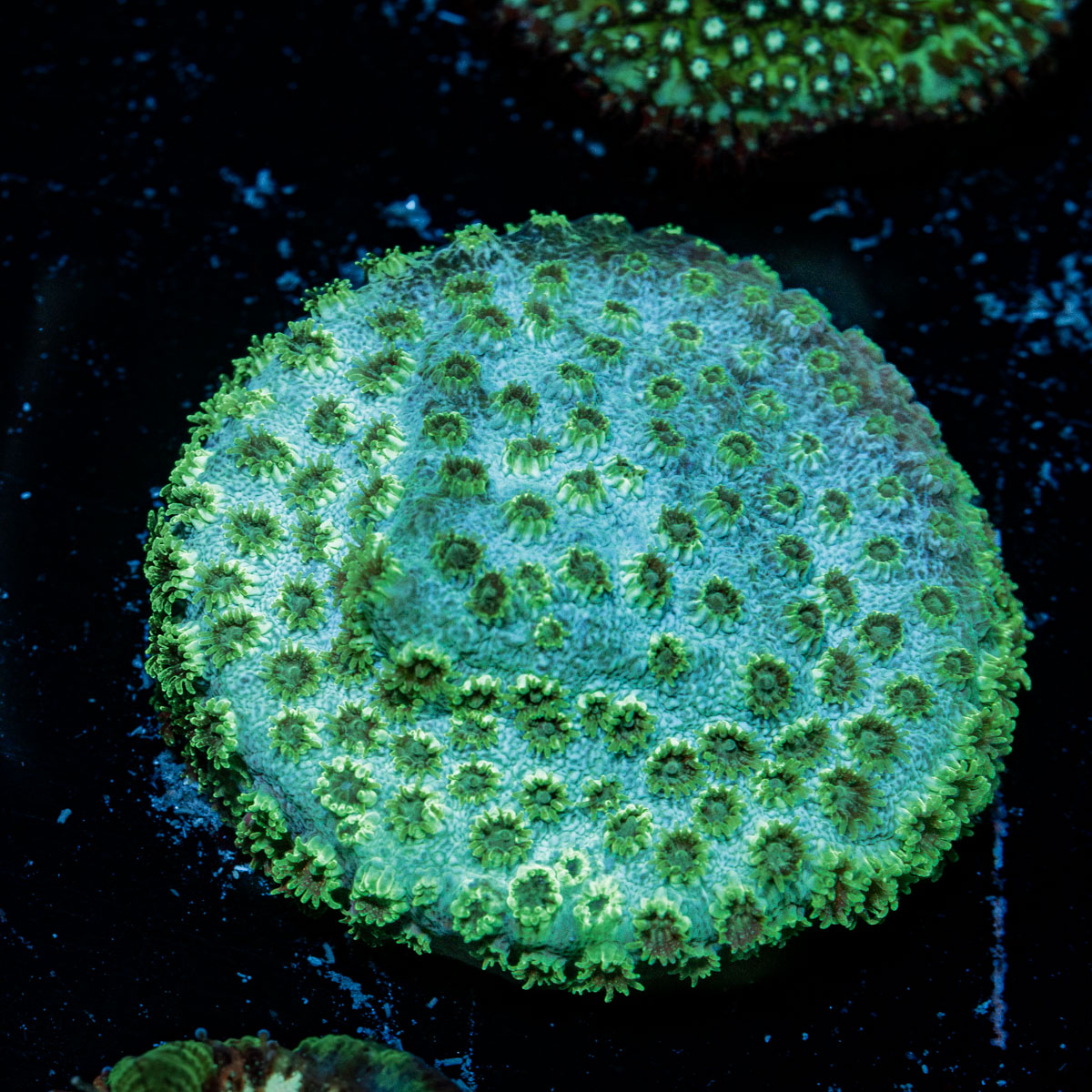 Seagrass Cypreastrea Coral