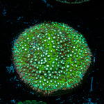 Grassy Green Styloconellia Coral
