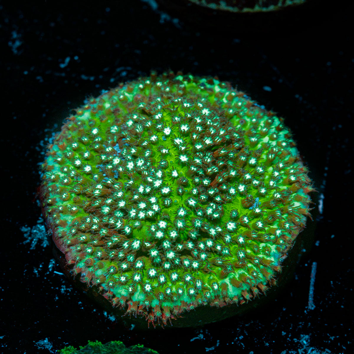 Grassy Green Styloconellia Coral